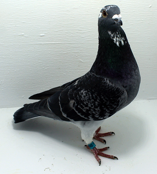 Band: AU 20065 AA 2025